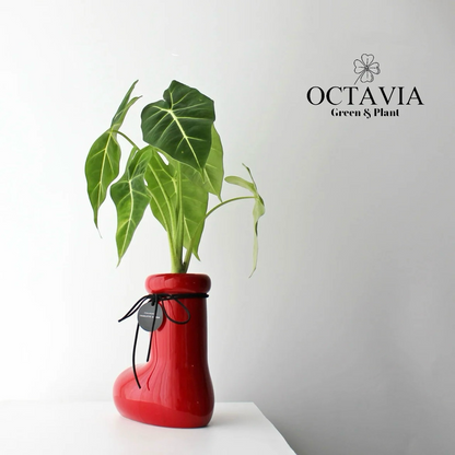 Christmas Greenery - Red Boots and Green Velvet Calla Lily