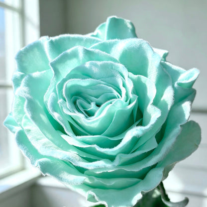 Velvet Aquamarine 毛毛蒂粉尼藍 OCTAVIA