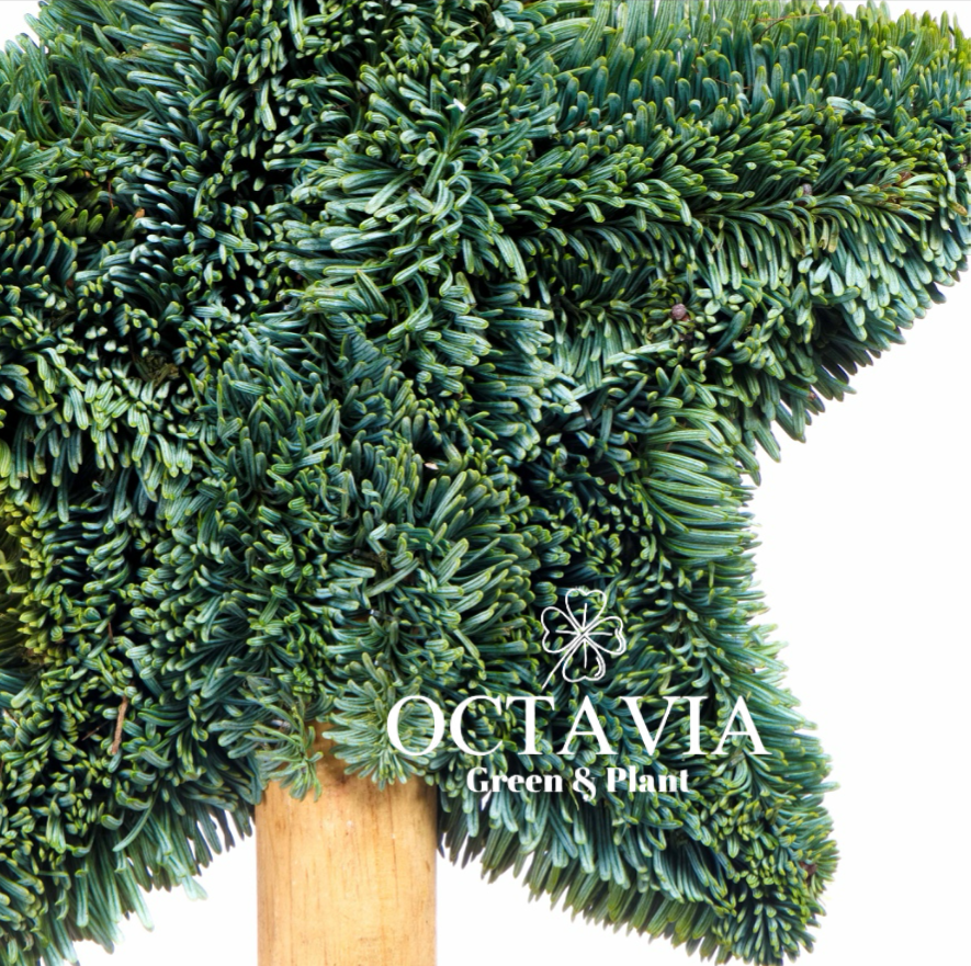 手工聖誕樹-小星星(可加購DIY材料包)