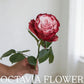 竹竹 OCTAVIA