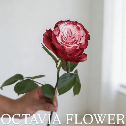 竹竹 OCTAVIA
