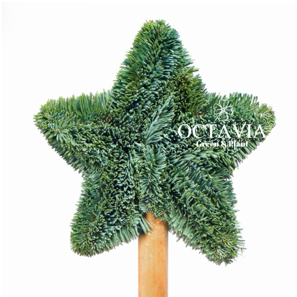 手工聖誕樹-小星星(可加購DIY材料包)