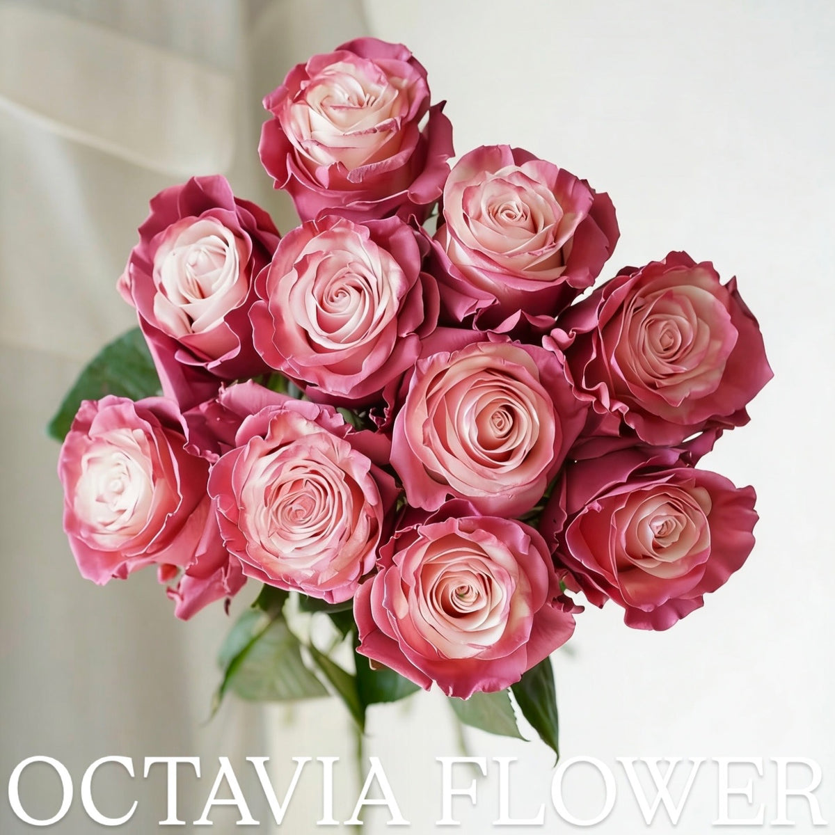 Mauve Rose OCTAVIA