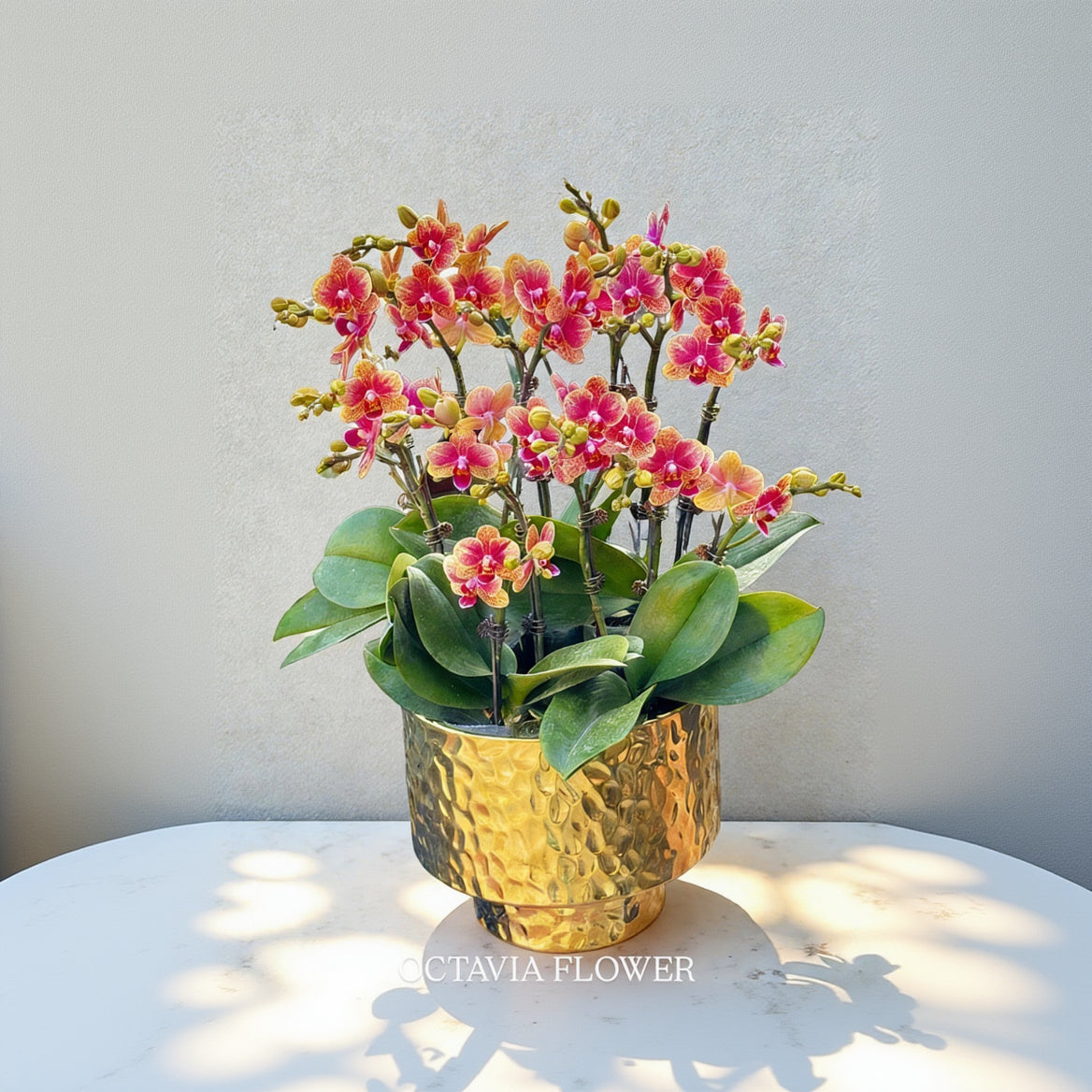 新春賀年蘭花-10枝蝴蝶蘭-金蝶-直身錘紋金盆