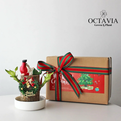 Christmas Green Plants - Dracaena fragrans (8 designs in total)