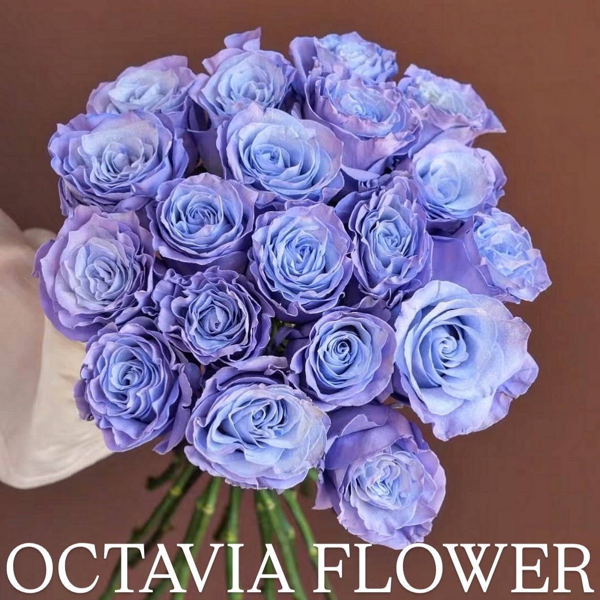 月 OCTAVIA