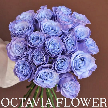 月 OCTAVIA