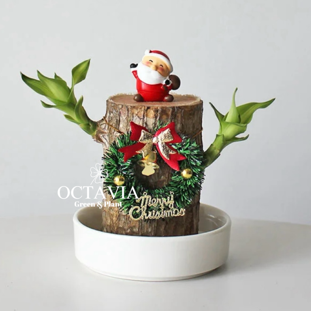 聖誕綠植-巴西木(共8款)
