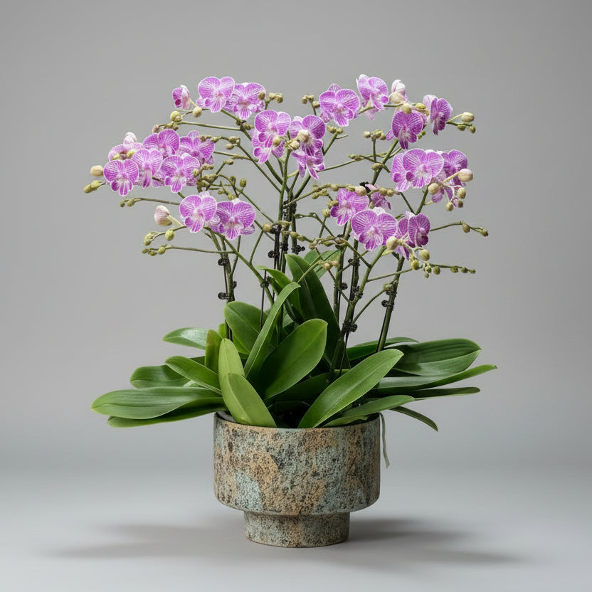 賀年蘭花d OCTAVIA