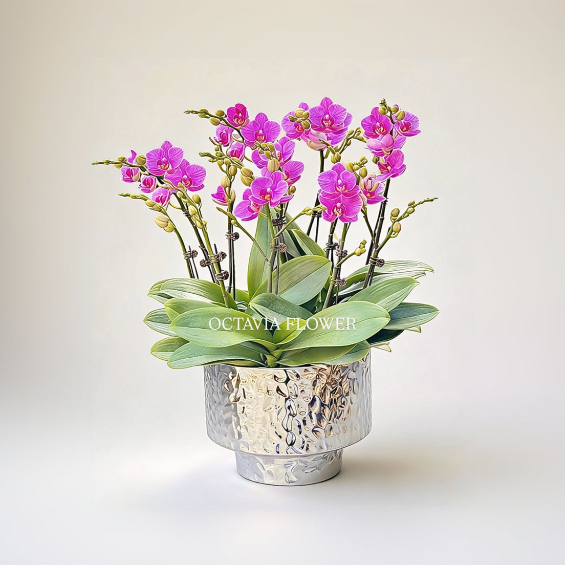 新春賀年蘭花-10枝蝴蝶蘭-紫蝶-直身錘紋銀盆