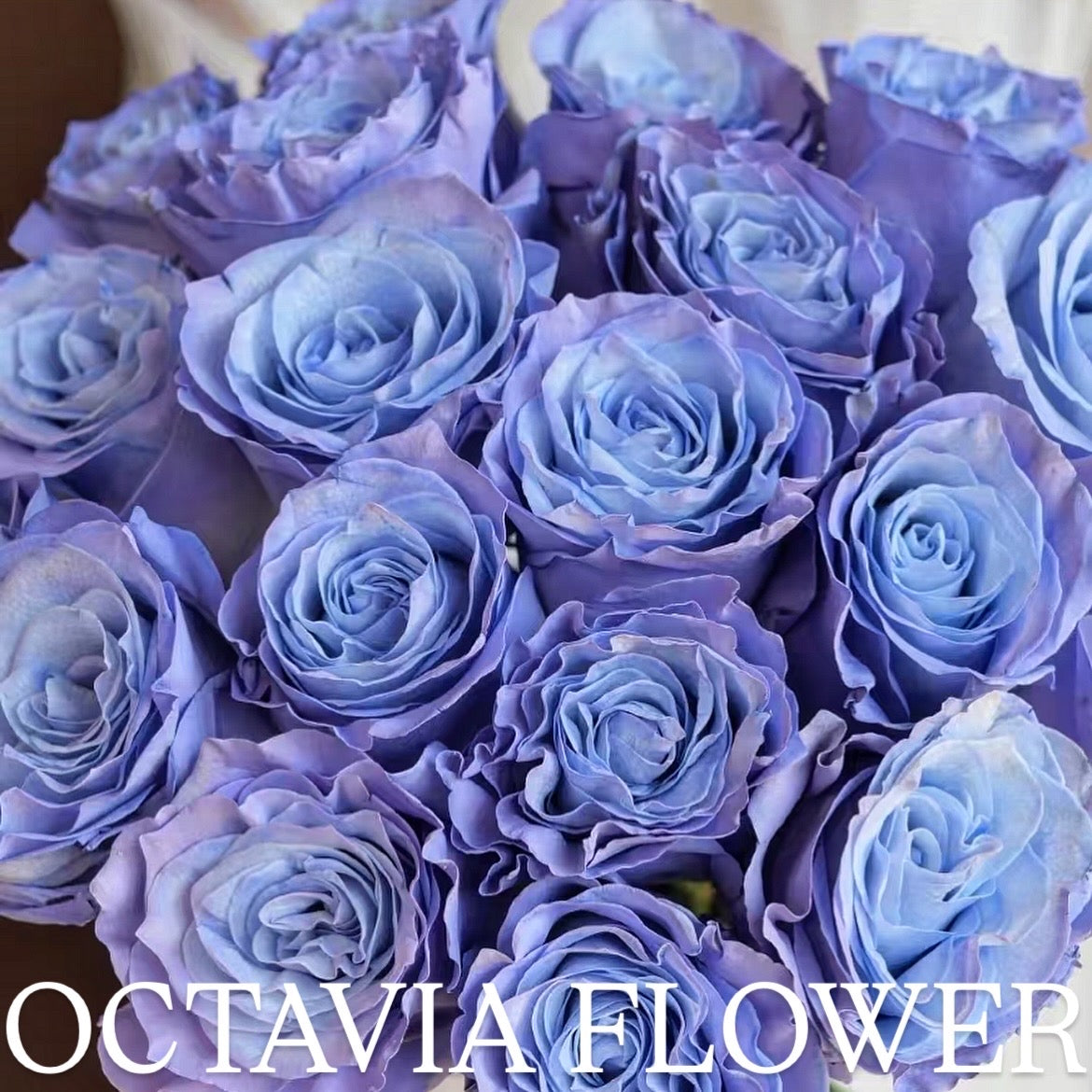 月 OCTAVIA