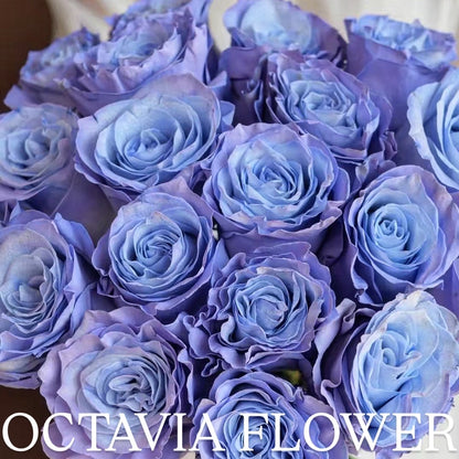 月 OCTAVIA