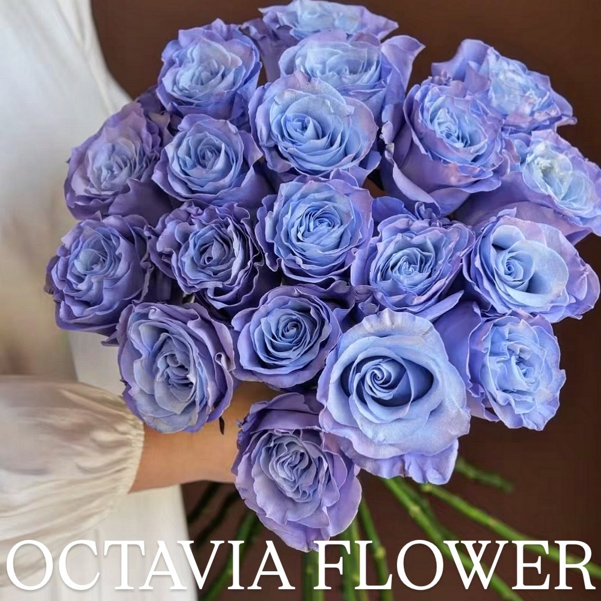 月 OCTAVIA