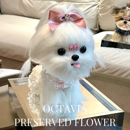 PFN48-西施狗狗C OCTAVIA
