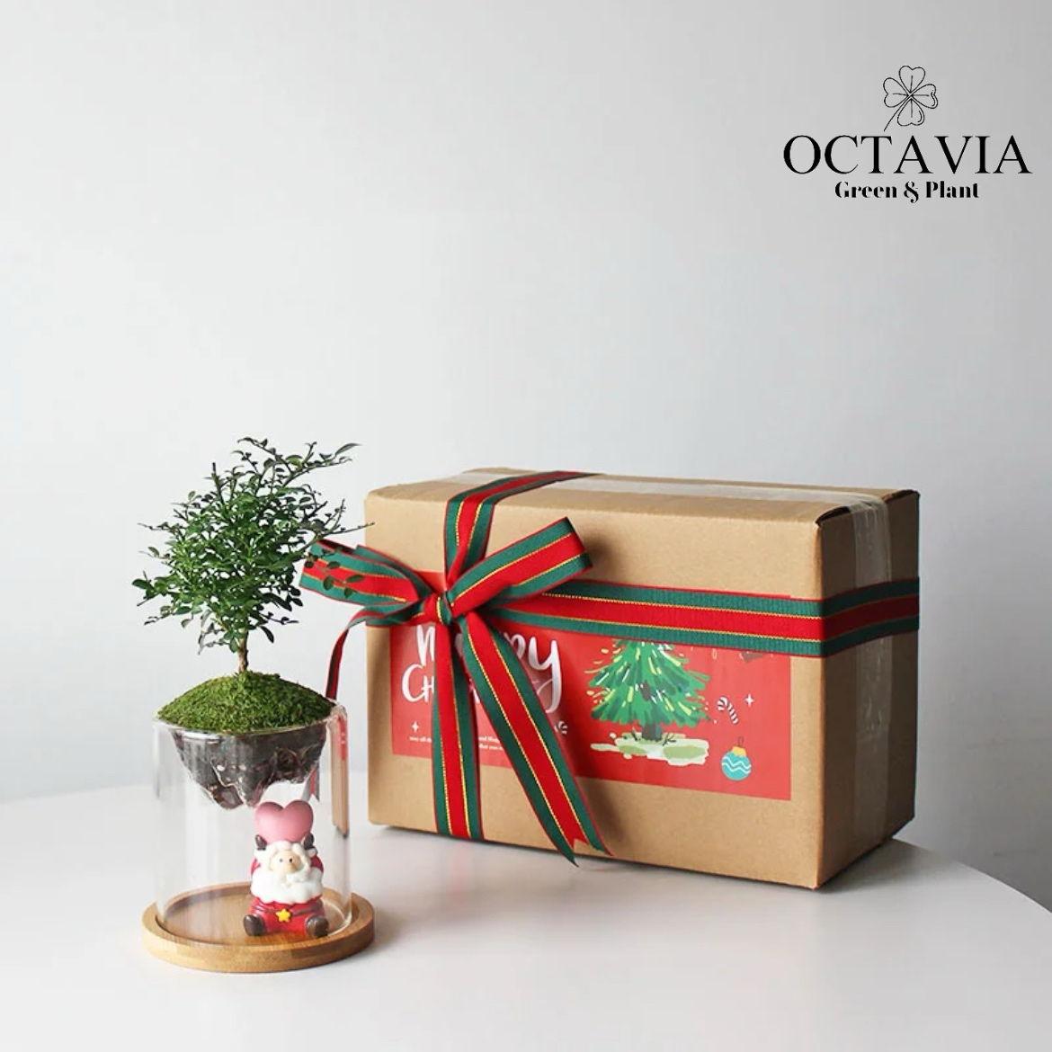 聖誕綠植-「小葉九里香」植苔蘚微景觀