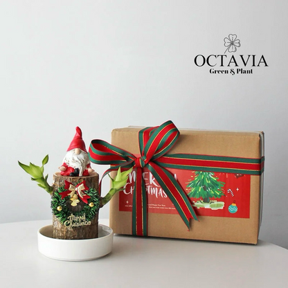 Christmas Green Plants - Dracaena fragrans (8 designs in total)