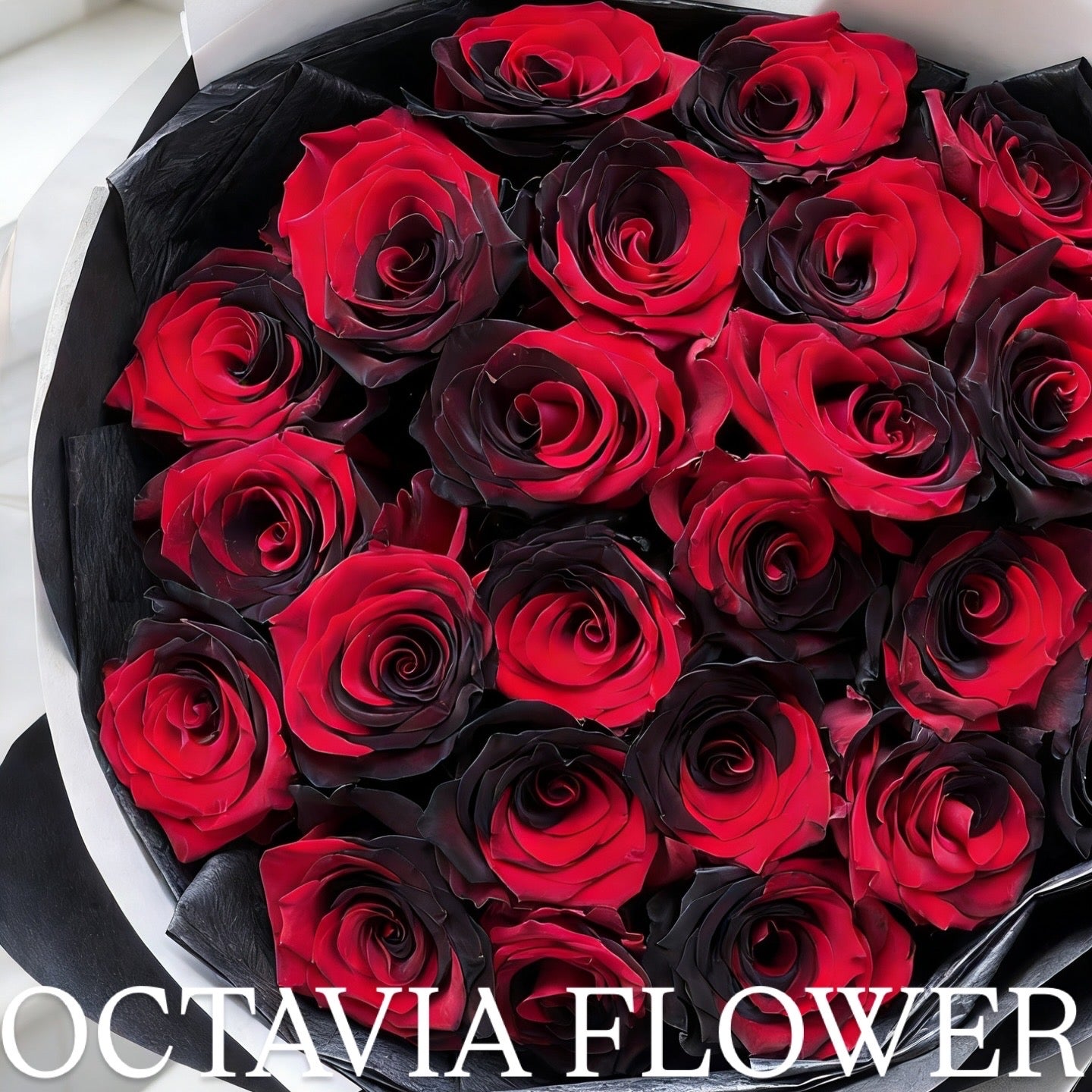 朋 OCTAVIA