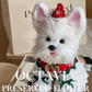 Christmas preserved flower - puppy