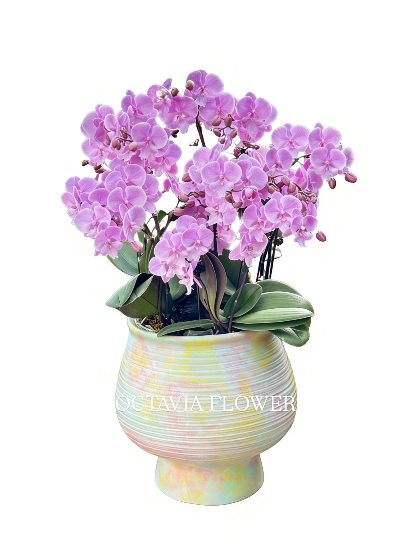 新春賀年蘭花-10枝桃粉蝴蝶蘭-日落王子-幻彩馬卡龍花器