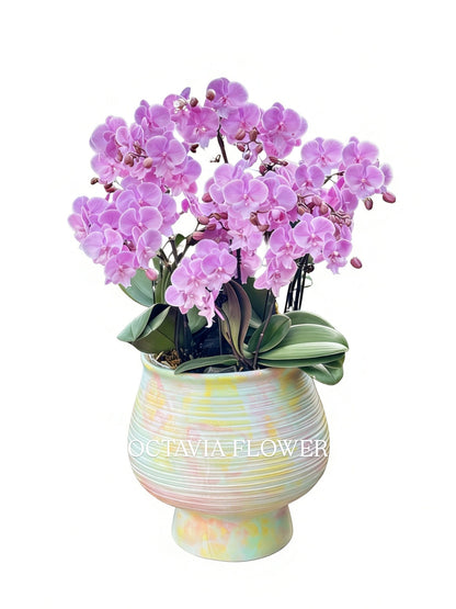 New Year Orchids - 10 Peach Pink Phalaenopsis Orchids - Sunset Prince - Colorful Macaron Vase