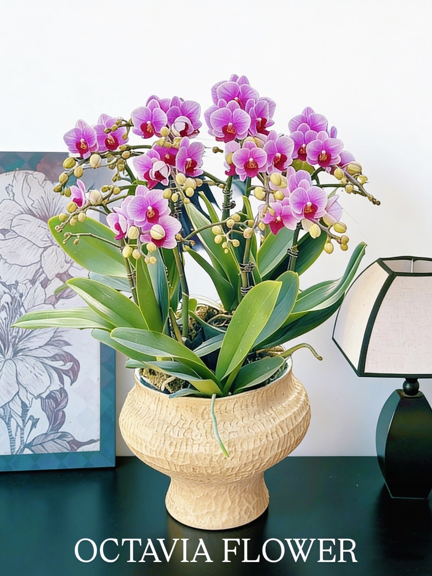 新春賀年蘭花-10枝紫紅色蝴蝶蘭-寶貝-歐式編織紋花器