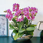 2026 新春賀年蘭花 10枝紫蝶蝴蝶蘭 扁圓鏡面銀盆花禮 (CNY 10 Stems Purple Orchid in Round Silver Pot)