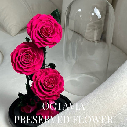 PFN18-三朵永生花玻璃罩(桃紅色) OCTAVIA