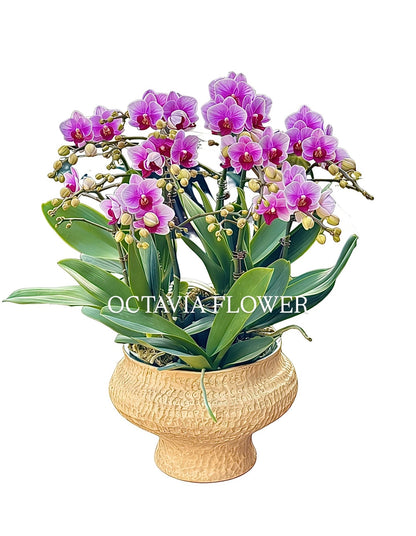 New Year Orchids - 10 Purple-Red Phalaenopsis Orchids - Baby - European-Style Woven Vase 