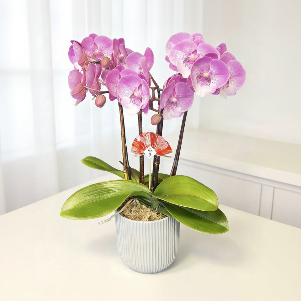 賀年蘭花N-臺灣粉寶寶蝴蝶蘭-櫻花公主(迷你版) OCTAVIA