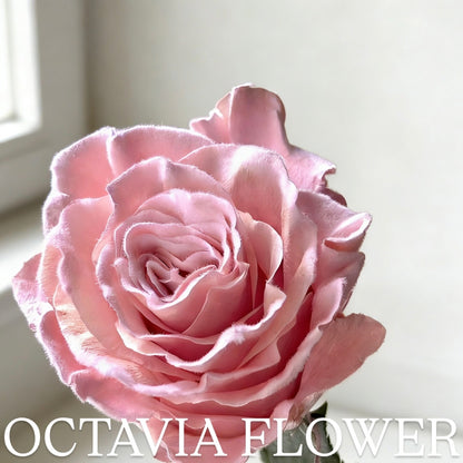 ffs OCTAVIA