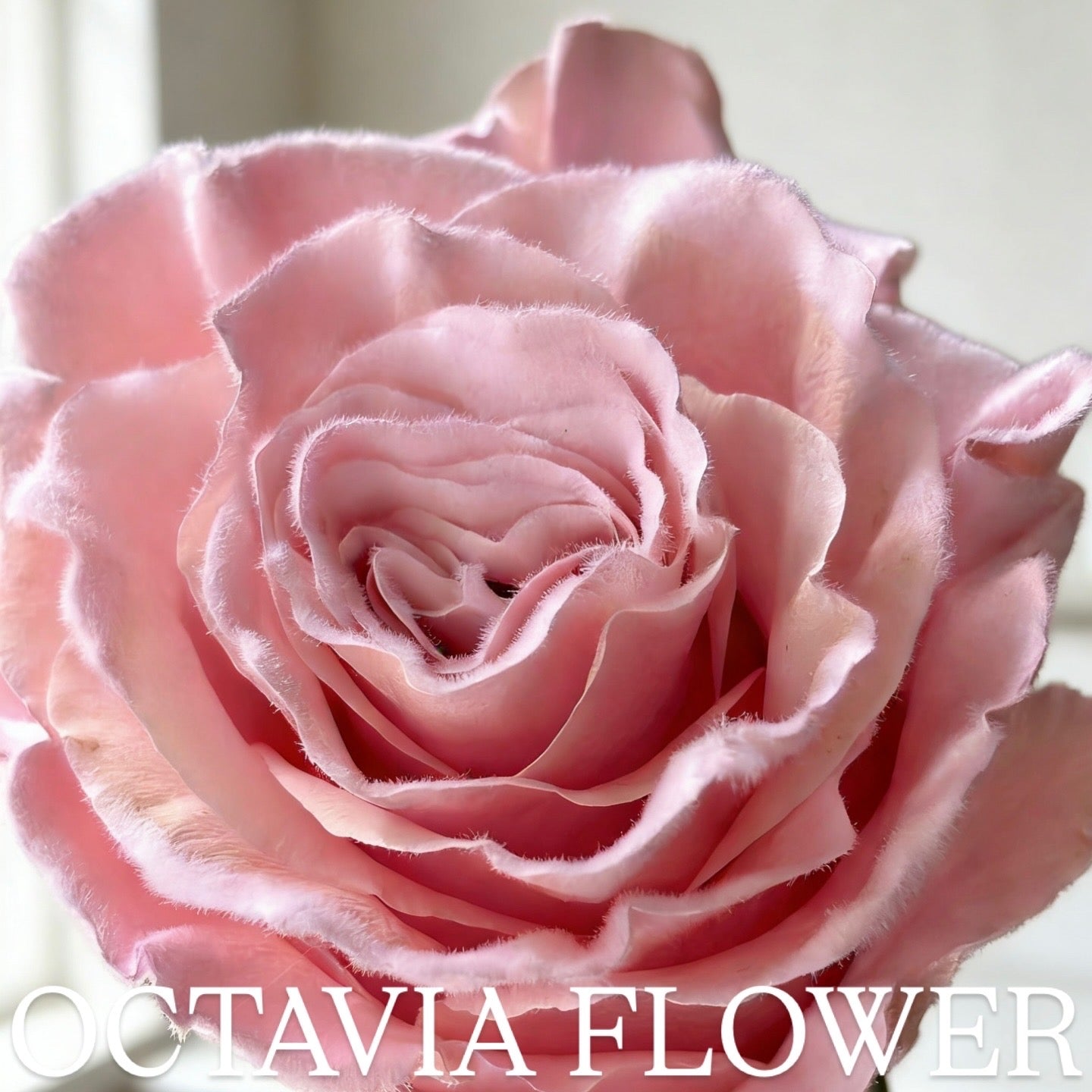 ffs OCTAVIA