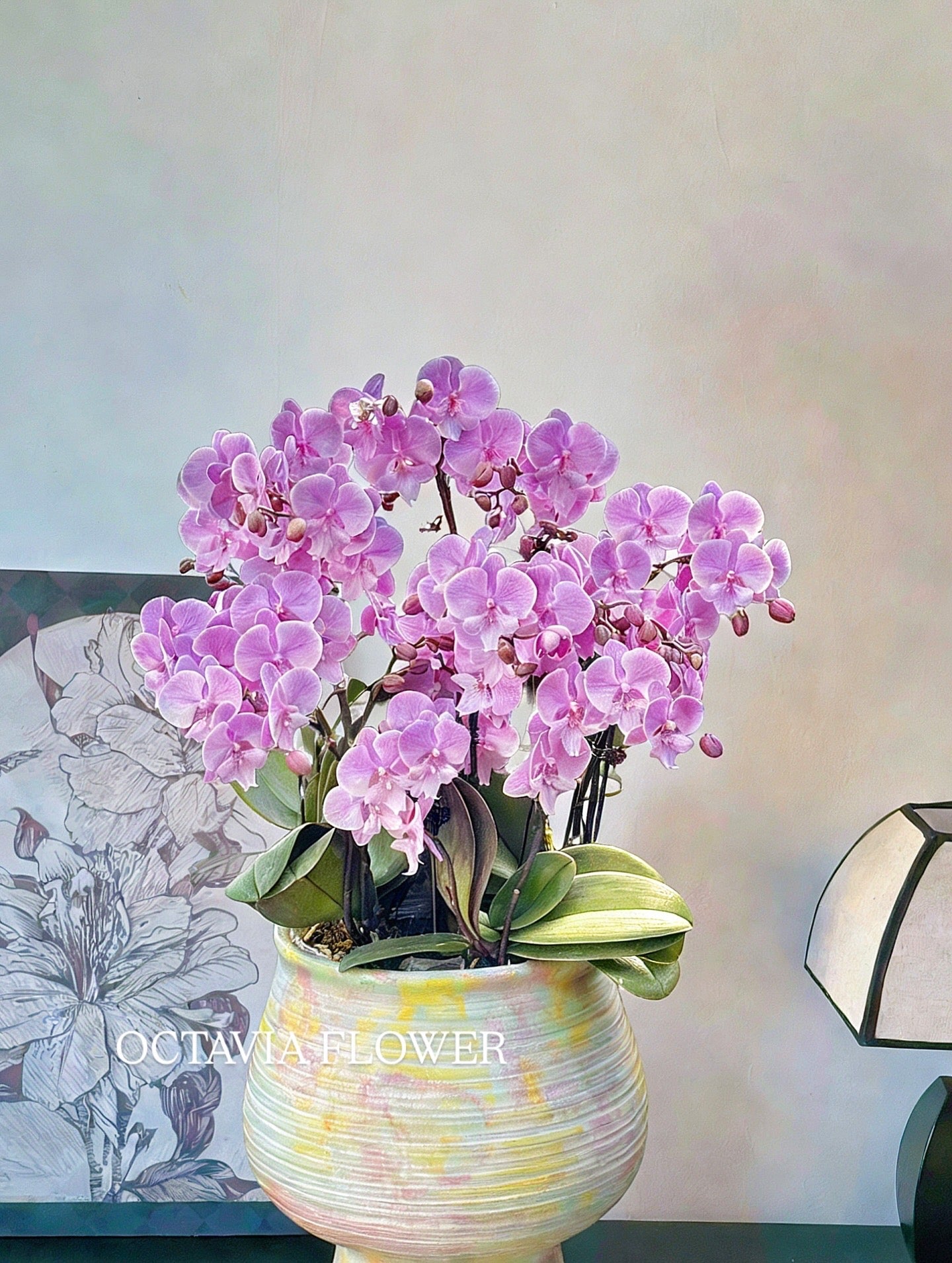 新春賀年蘭花-10枝桃粉蝴蝶蘭-日落王子-幻彩馬卡龍花器