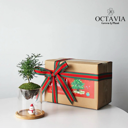 Christmas Greenery - Murraya paniculata Moss Miniature Landscape