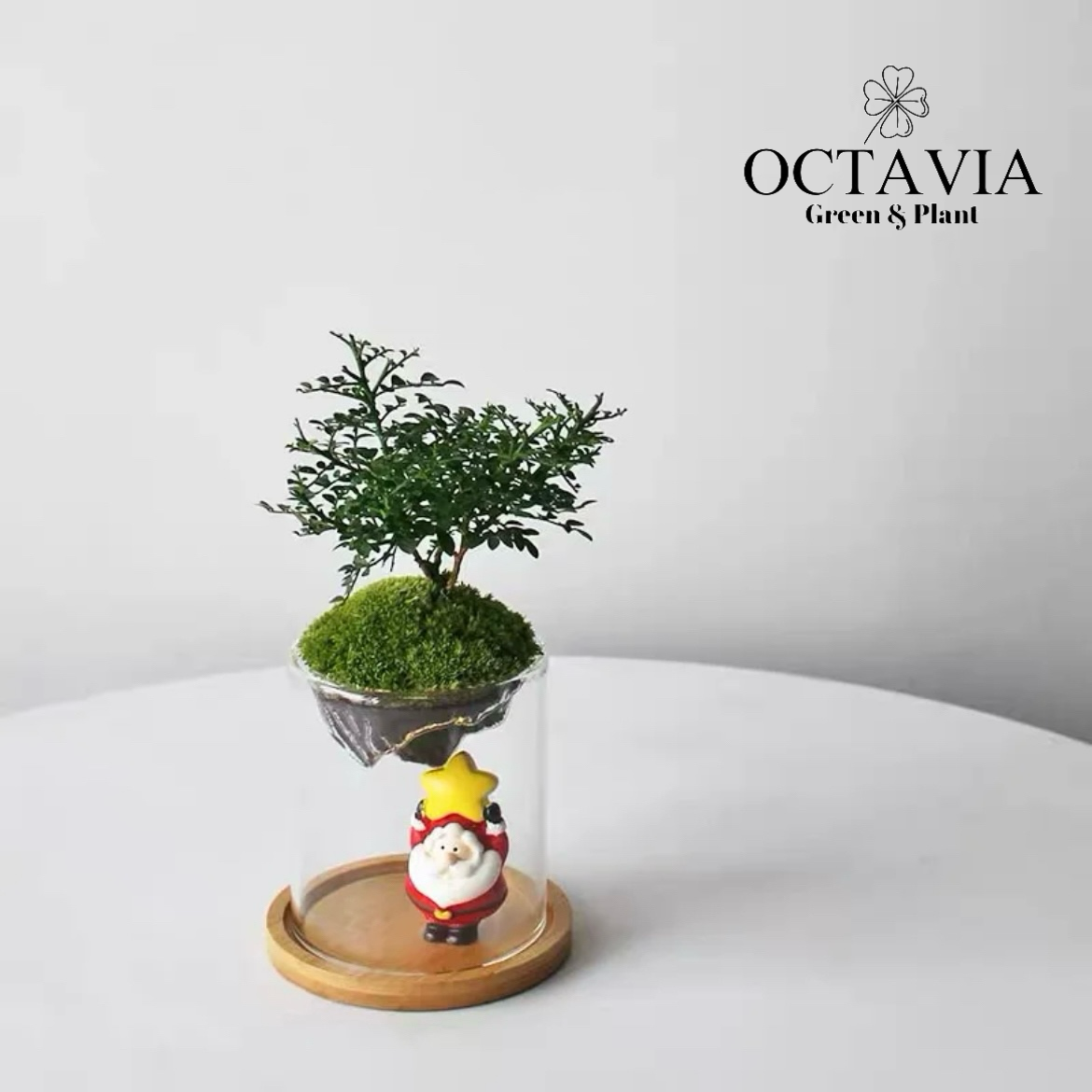 聖誕綠植-「小葉九里香」植苔蘚微景觀