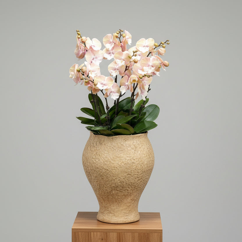 賀年蘭花A OCTAVIA