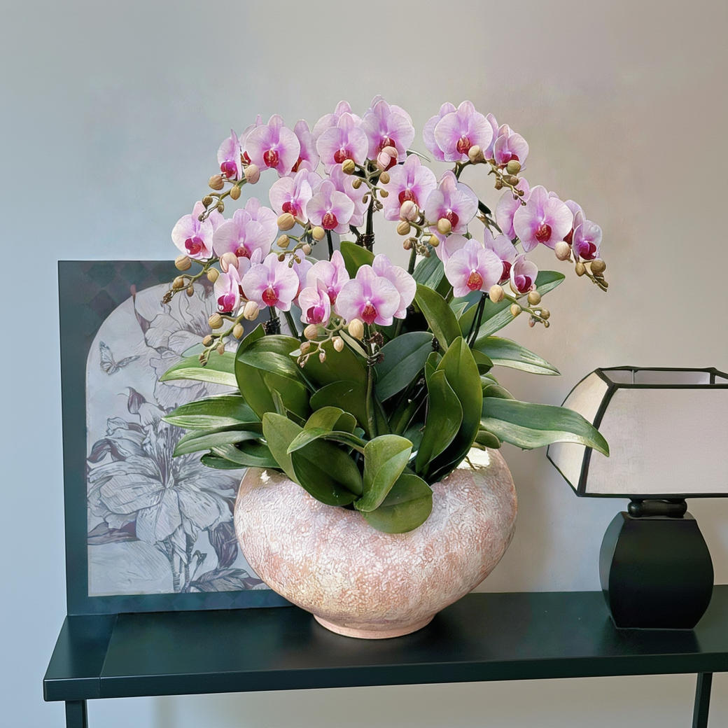 新春賀年蘭花-10枝蝴蝶蘭-婚紗