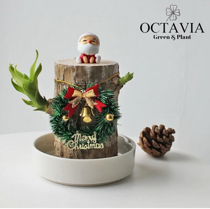Christmas Green Plants - Dracaena fragrans (8 designs in total)