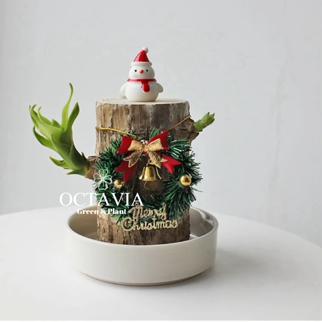 聖誕綠植-巴西木(共8款)