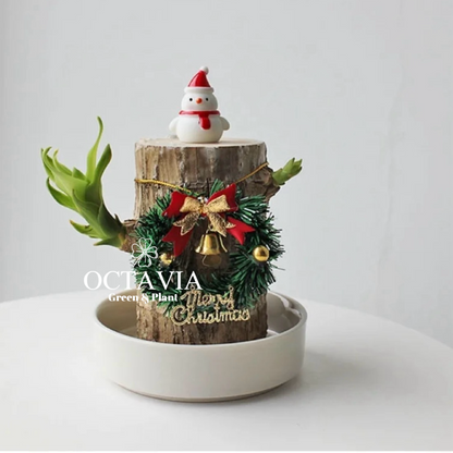 Christmas Green Plants - Dracaena fragrans (8 designs in total)