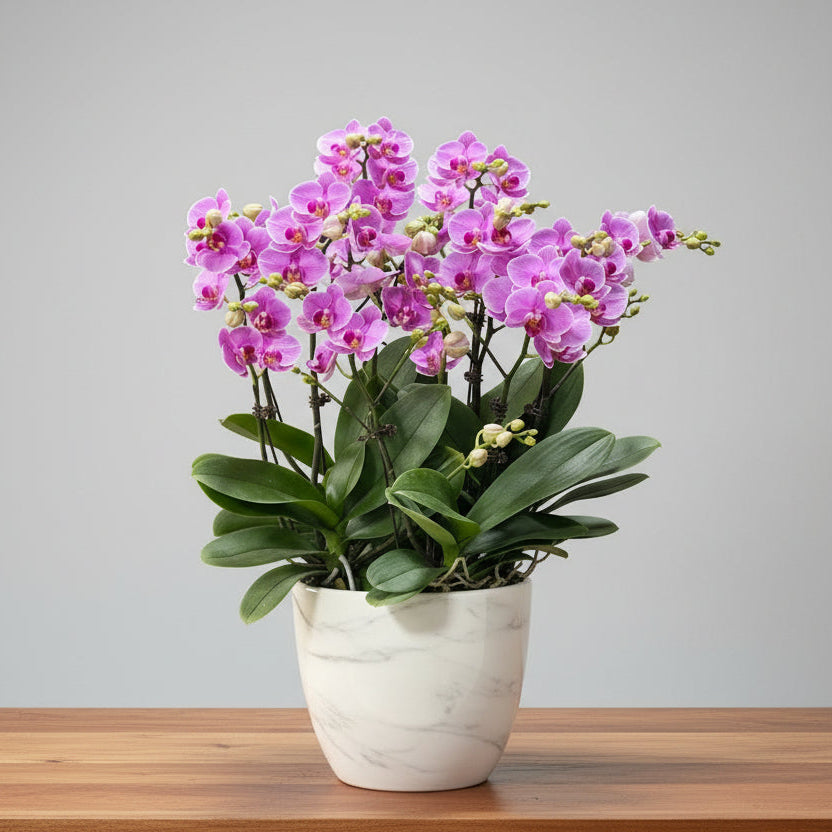 賀年蘭花f OCTAVIA