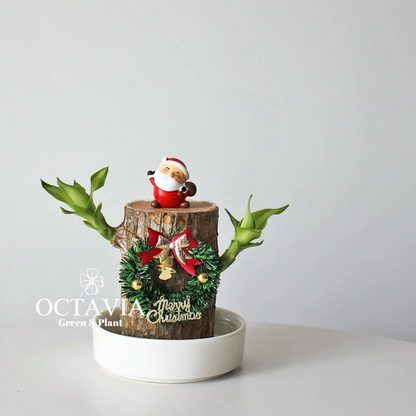 Christmas Green Plants - Dracaena fragrans (8 designs in total)