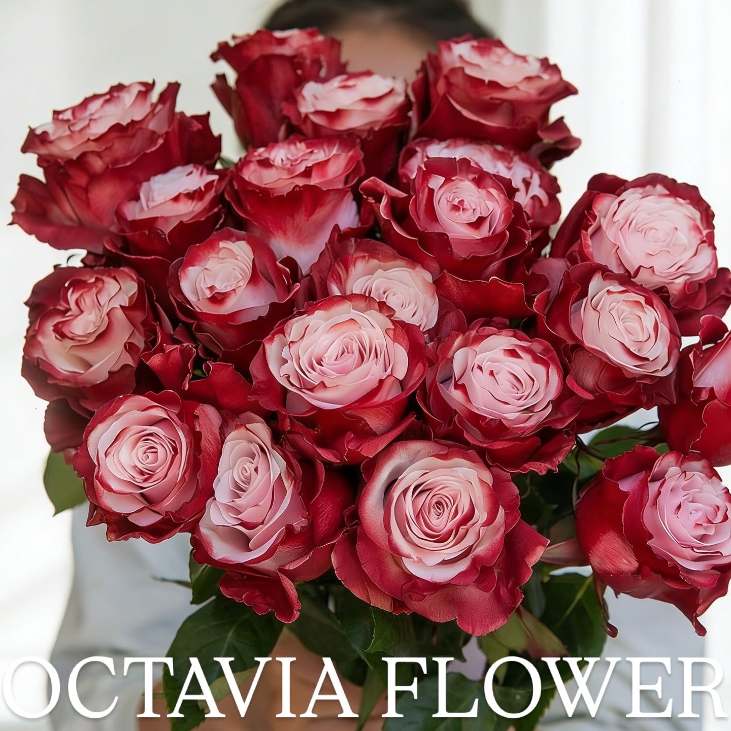 竹竹 OCTAVIA