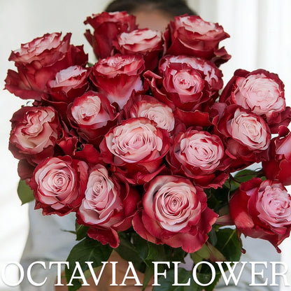 竹竹 OCTAVIA