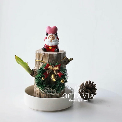 Christmas Green Plants - Dracaena fragrans (8 designs in total)