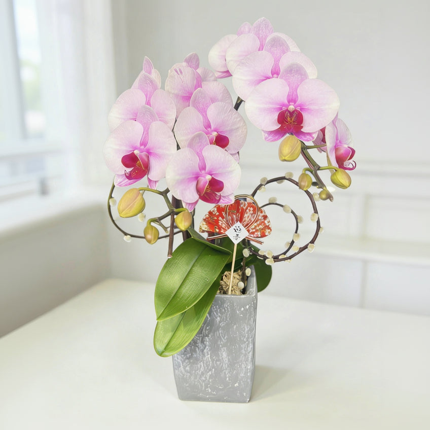 賀年蘭花N-日本蝴蝶蘭-櫻花公主(迷你版) OCTAVIA