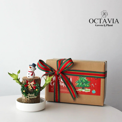 Christmas Green Plants - Dracaena fragrans (8 designs in total)