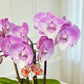 賀年蘭花N-臺灣粉寶寶蝴蝶蘭-櫻花公主(迷你版) OCTAVIA