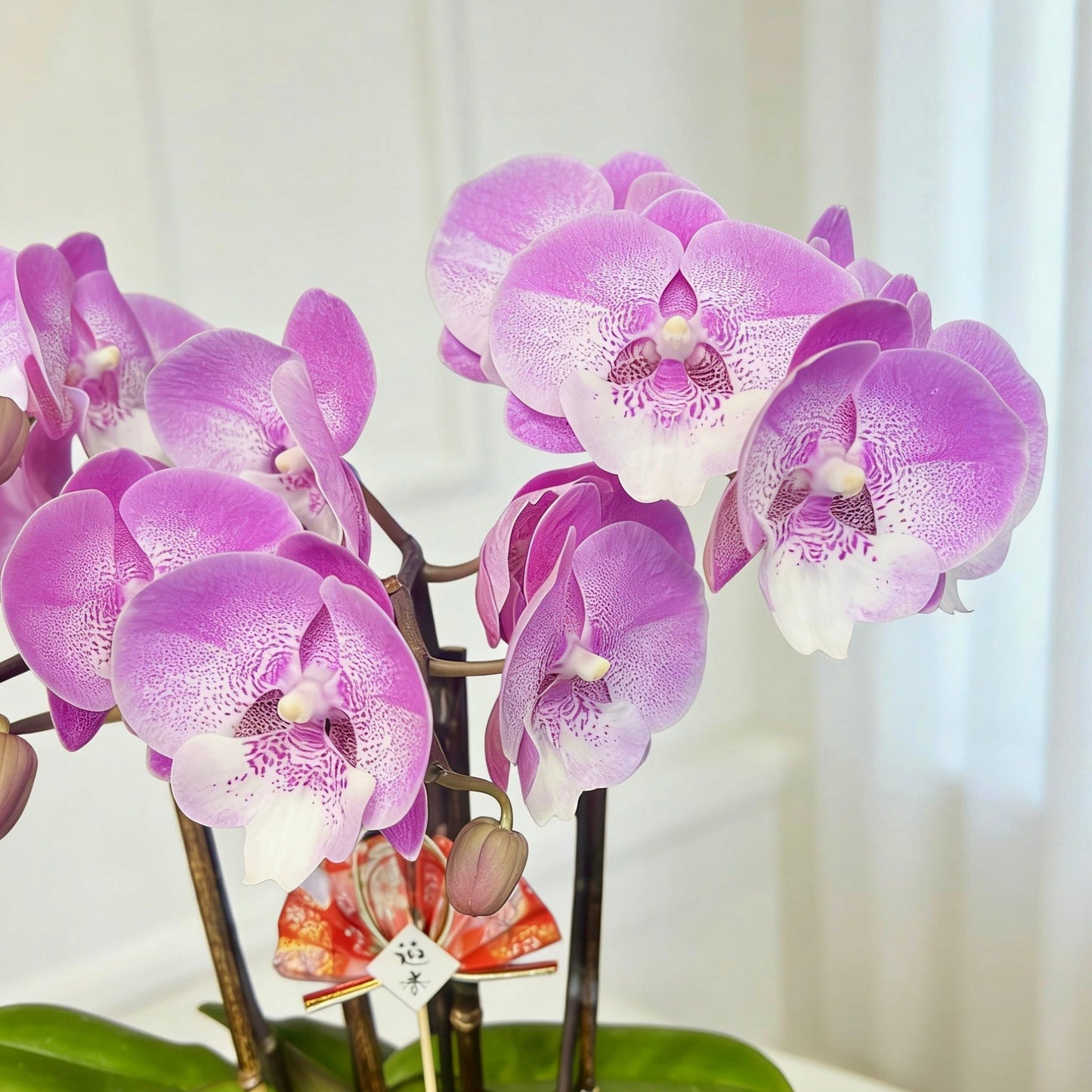 賀年蘭花N-臺灣粉寶寶蝴蝶蘭-櫻花公主(迷你版) OCTAVIA