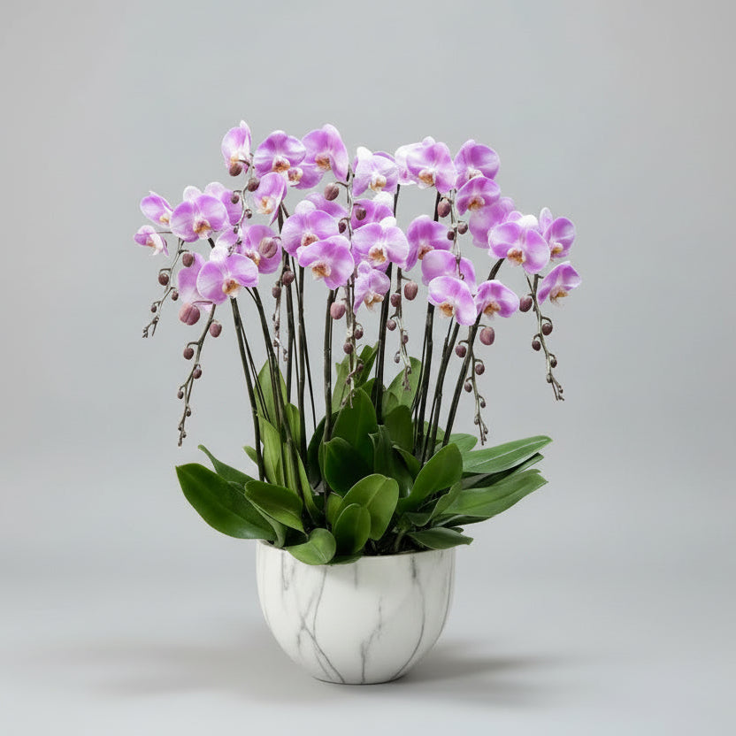 賀年蘭花G OCTAVIA