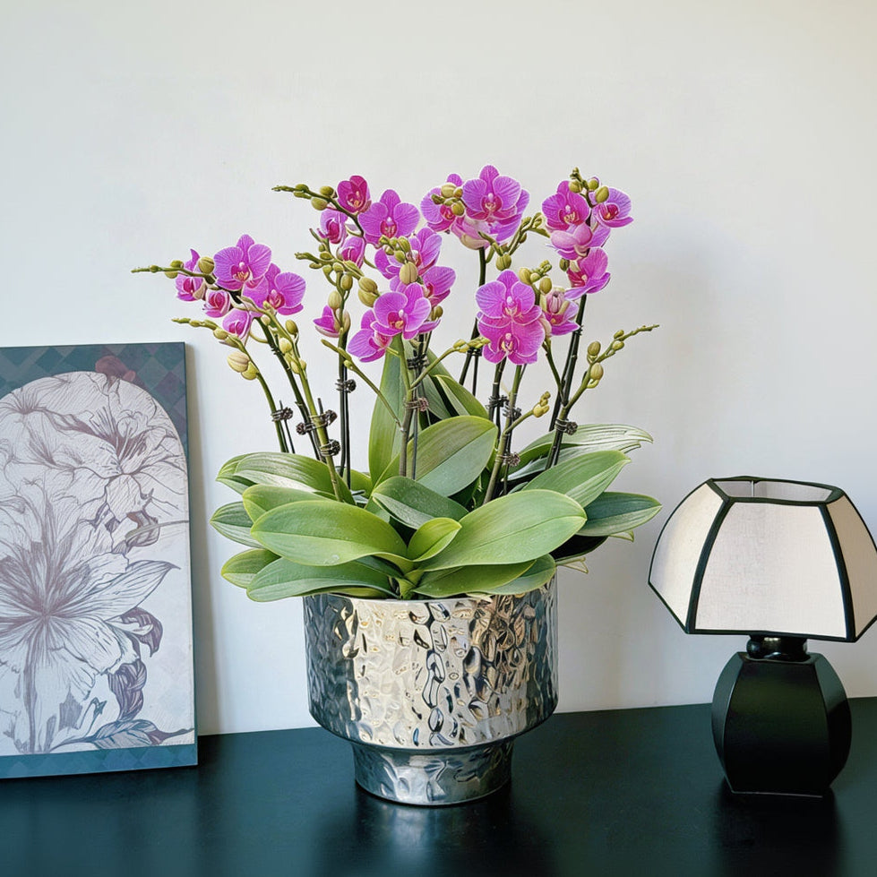 2026 新春賀年蘭花 10枝紫蝶蝴蝶蘭 直身錘紋銀盆花禮 (10 Stems CNY Purple Orchid Hong Kong in Silver Pot)